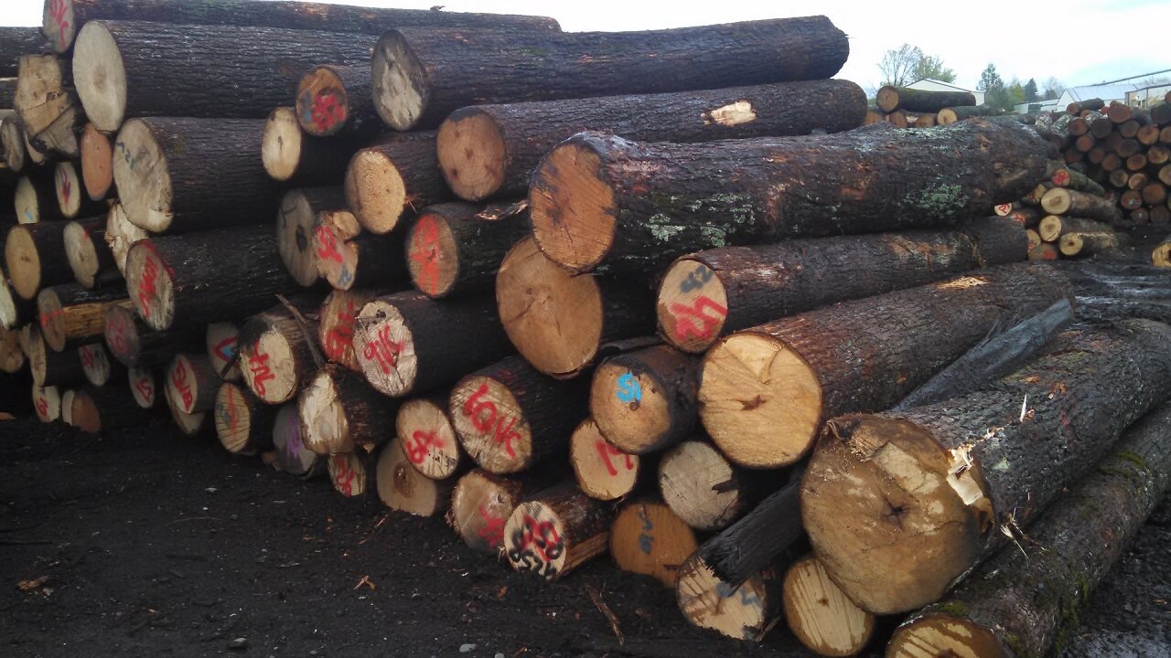 Here are the Easiest Woods to Start Carving