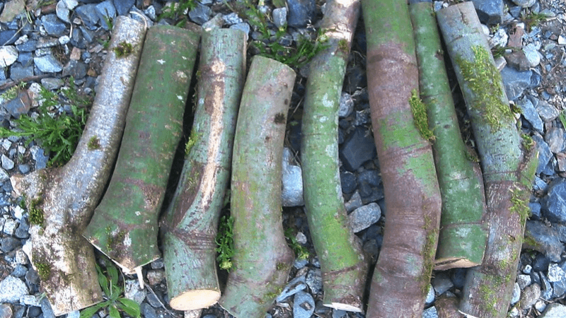 Carving Greenwood or Dry Wood: Which is Better?